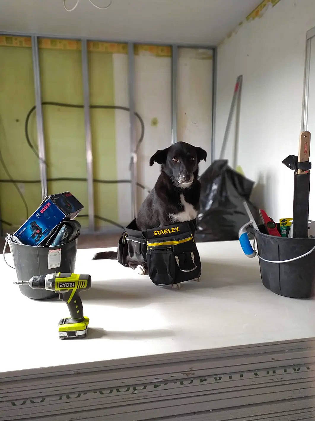 Moon a rejoint le concours — aidez-le/la à gagner de superbes lots ! canidae, carnivore, companion_dog, dog, dog_breed, flooring, gas, machine, metal, personal_protective_equipment, pet_supply, room, service, snout, sporting_group, toy_dog, window, working_animal