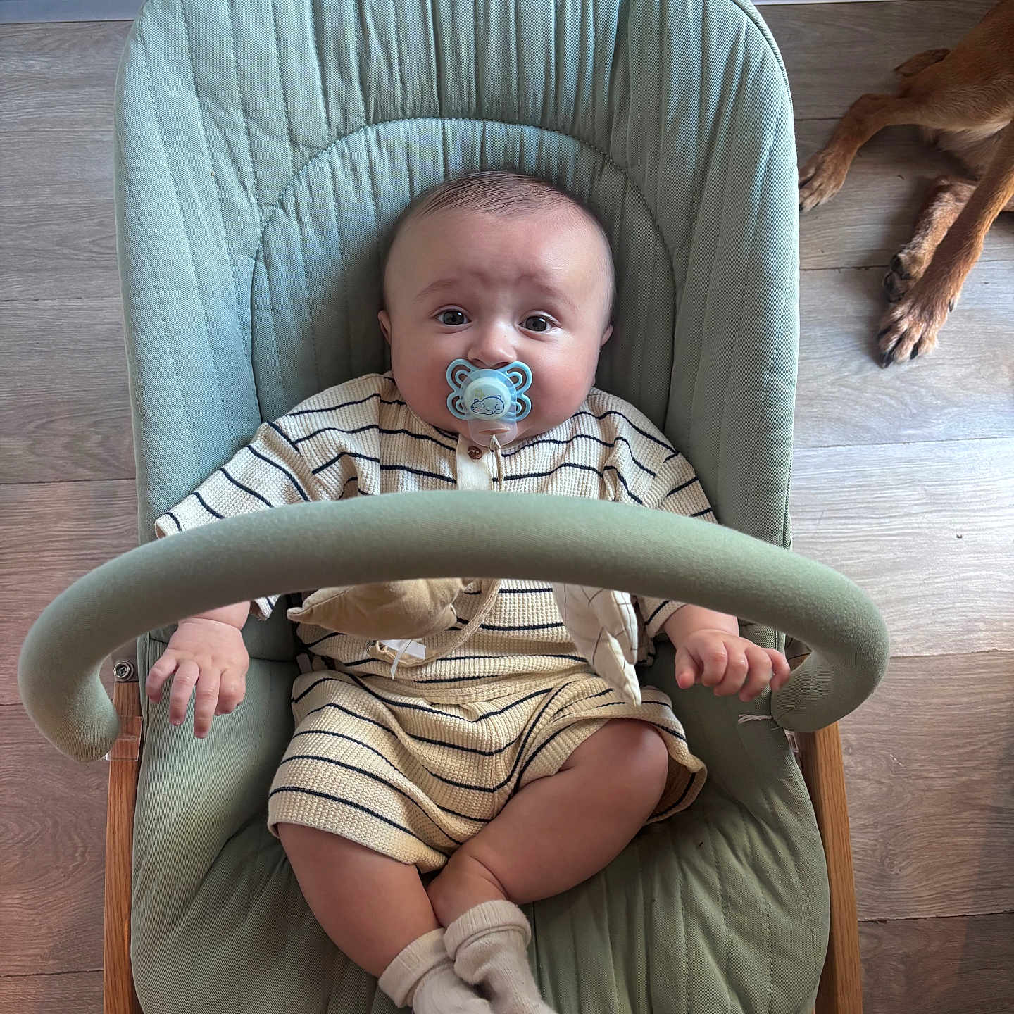 Zack a rejoint le concours — aidez-le/la à gagner de superbes lots ! baby, pacifier, baby_rocker, striped_outfit, socks, wooden_floor, dog_paws, indoor, child, infant, seated, comfort, curious_expression, green_chair, home, pet, relaxation, cute, portrait, young_child
