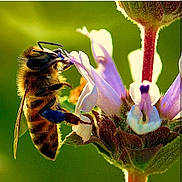 Random Animals joined the competition — help win amazing prizes! bee, bumblebee, flora, flower, honey_bee, insect, invertebrate, macro_photography, membrane_winged_insect, nectar, organism, plant, pollen, pollinator, wildlife