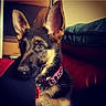 Charlie Girl is registered to the contest to win money with this photo: dog, dog_breed, dog_like_mammal, ear, german_shepherd_dog, puppy, snout
