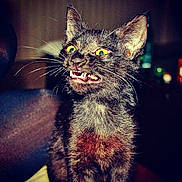 Samantha joined the competition — help win amazing prizes! carnivoran, cat, cat_like_mammal, domestic_short_haired_cat, fur, kitten, mammal, organism, small_to_medium_sized_cats, snout, tabby_cat, whiskers, wild_cat