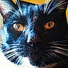 Boots is registered to the contest to win money with this photo: black_cat, bombay, carnivoran, cat, cat_like_mammal, close_up, domestic_short_haired_cat, fur, small_to_medium_sized_cats, snout, whiskers