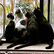 Max joined the competition — help win amazing prizes! carnivoran, dog, dog_breed, dog_breed_group, dog_like_mammal, snout, sporting_group