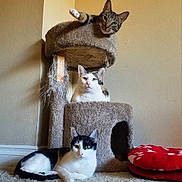 Missy is registered to the contest to win money with this photo: aegean_cat, carnivoran, cat, cat_like_mammal, domestic_short_haired_cat, fauna, fur, kitten, paw, small_to_medium_sized_cats, snowshoe, whiskers