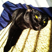 Sammi joined the competition — help win amazing prizes! black, black_cat, bombay, carnivoran, cat, cat_like_mammal, domestic_short_haired_cat, european_shorthair, fur, paw, small_to_medium_sized_cats, snout, textile, whiskers