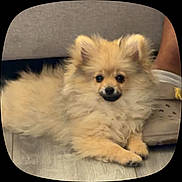 Sophie is registered to the contest to win money with this photo: dog, puppy, pomeranian, fluffy, pet, indoor, floor, footwear, shoe, canine, cute, small_dog, animal, companion, domestic_animal, fur, laying, resting, brown, light