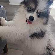 Oreo joined the competition — help win amazing prizes! dog, puppy, pomeranian, fluffy, indoor, floor, furniture, tongue_out, playful, cute, pet, animal, small_dog, white, black, gray, happy, standing, front_paws, home