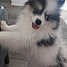 dog, puppy, pomeranian, fluffy, indoor, floor, furniture, tongue_out, playful, cute, pet, animal, small_dog, white, black, gray, happy, standing, front_paws, home