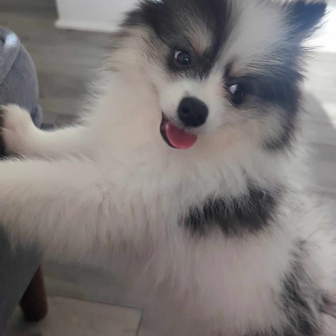 Oreo