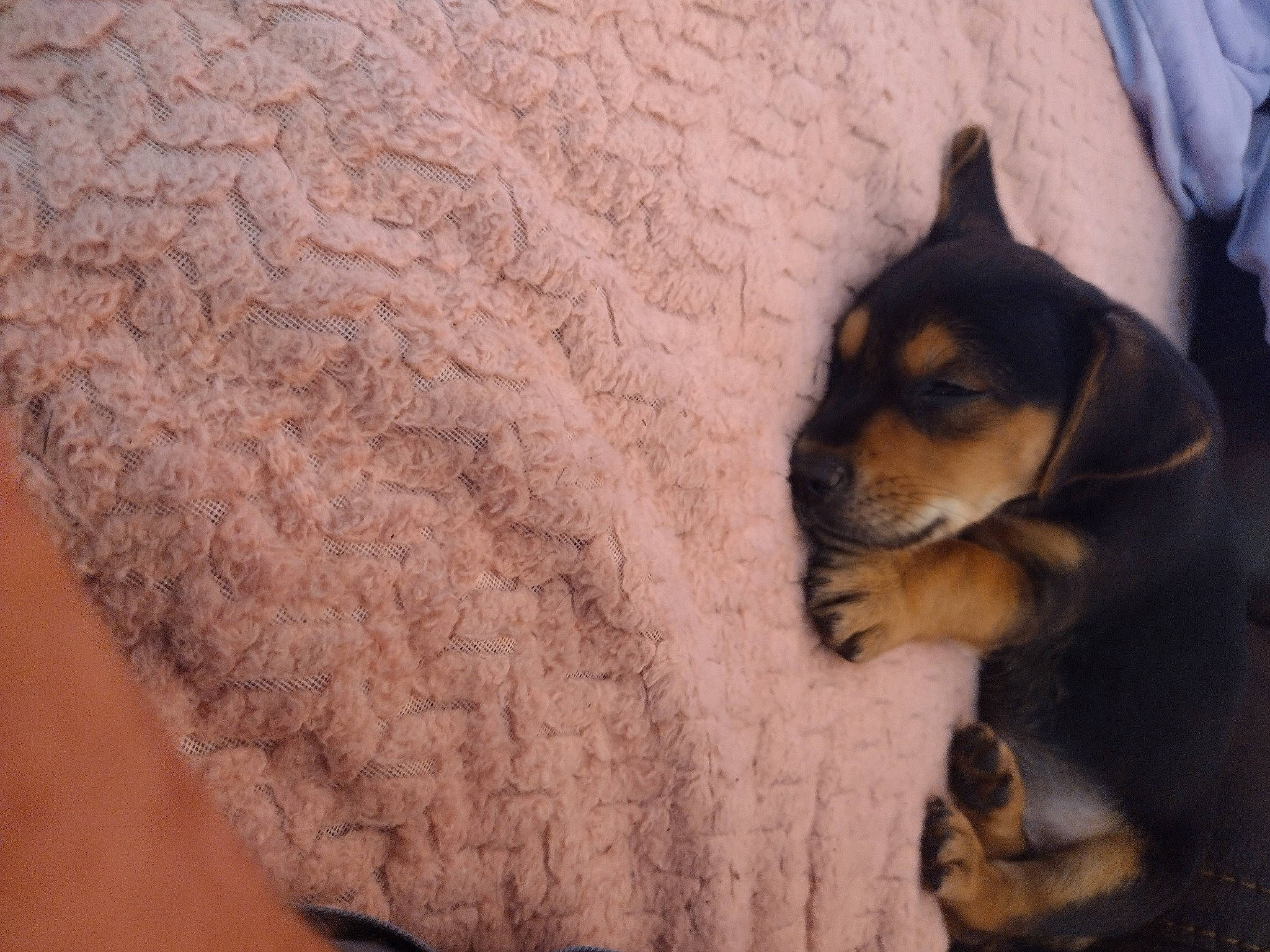 Bo is registered to the contest to win money with this photo: carnivore, comfort, companion_dog, couch, dog, dog_breed, fawn, flooring, fur, grey, guard_dog, linens, paw, pinscher, sleeve, toy_dog, whiskers, wood, woolen, woven_fabric