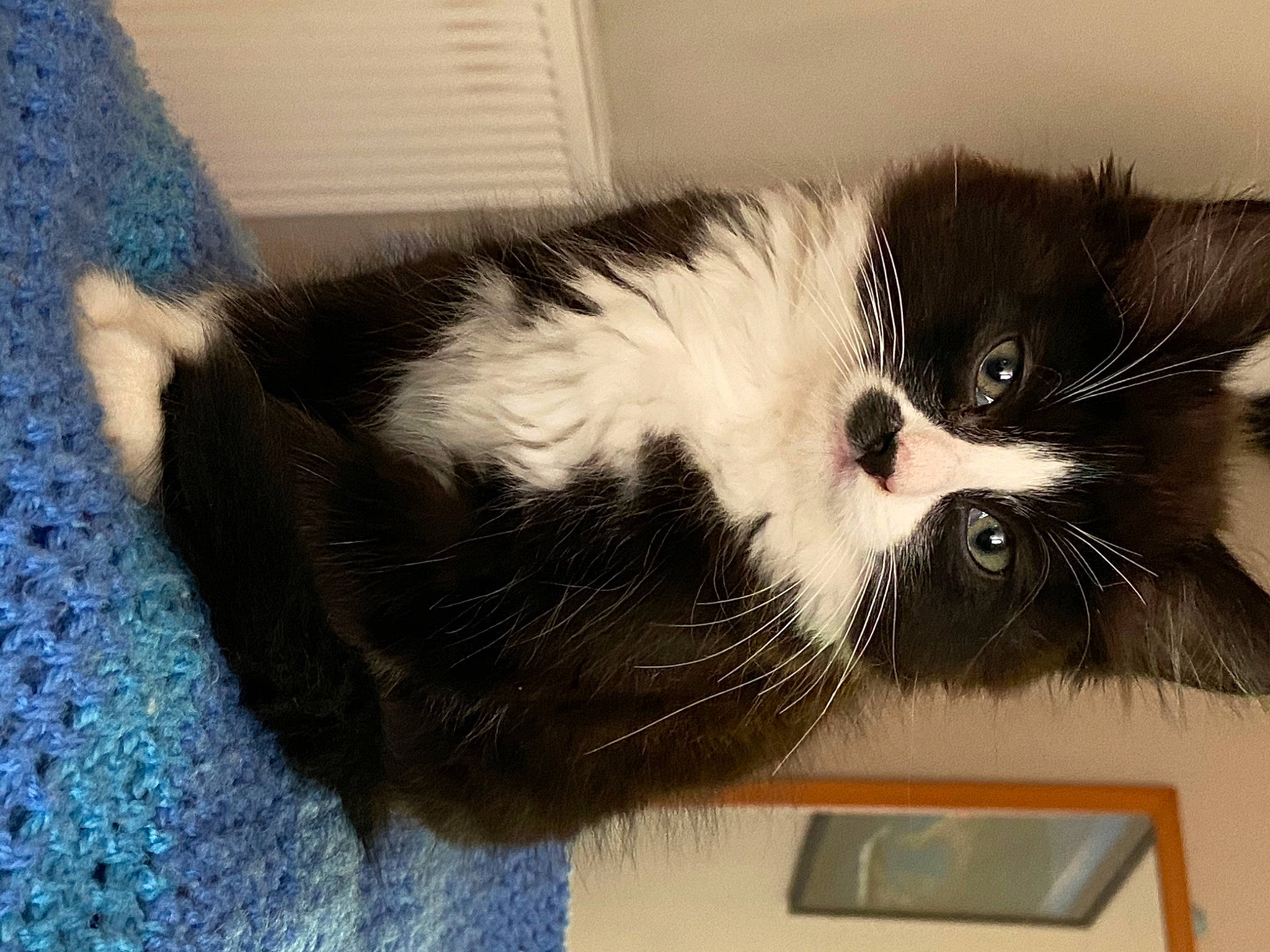 Claude is registered to the contest to win money with this photo: carnivore, cat, domestic_long_haired_cat, domestic_short_haired_cat, felidae, fur, kitten, mammal, small_to_medium_sized_cats, snout, whiskers