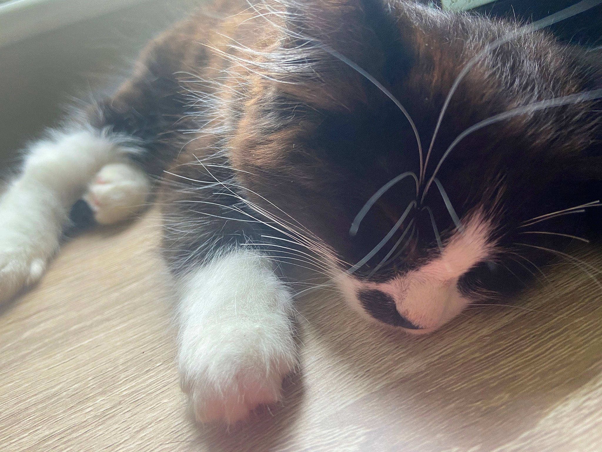 Claude is registered to the contest to win money with this photo: carnivore, cat, claw, felidae, fur, kitten, nap, nose, paw, polydactyl_cat, sky, sleep, small_to_medium_sized_cats, snout, tail, whiskers