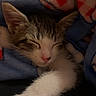 Onyx is registered to the contest to win money with this photo: cat, kitten, tabby, white_fur, sleeping, sleepy, paw, whiskers, pink_nose, closed_eyes, blanket, cozy, cuddly, pet, indoor, portrait, close_up, soft_lighting, relaxed, adorable