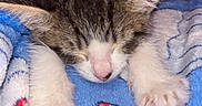 Onyx joined the competition — help win amazing prizes! kitten, cat, sleeping, black_and_white, fur, paws, pink_nose, closed_eyes, blanket, blue, red, cozy, cute, indoors, pet, animal, resting, fluffy, portrait, adorable