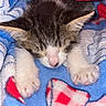 kitten, cat, sleeping, black_and_white, fur, paws, pink_nose, closed_eyes, blanket, blue, red, cozy, cute, indoors, pet, animal, resting, fluffy, portrait, adorable