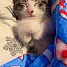 Onyx joined the competition — help win amazing prizes! kitten, cat, sleeping, bed, blanket, blue_blanket, pink_nose, tabby, white_fur, gray_fur, cute, cozy, indoors, pet, animal, closeup, portrait, bedding, snuggled, resting