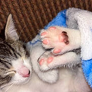 Onyx is registered to the contest to win money with this photo: cat, kitten, sleeping, cute, paw, toe_beans, pink_paw_pads, fur, whiskers, closed_eyes, blanket, blue_blanket, cuddling, cozy, indoor, portrait, pet, animal, relaxed, adorable