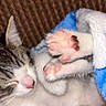 cat, kitten, sleeping, cute, paw, toe_beans, pink_paw_pads, fur, whiskers, closed_eyes, blanket, blue_blanket, cuddling, cozy, indoor, portrait, pet, animal, relaxed, adorable