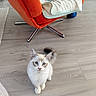 cat, blue_eyes, white_fur, fluffy, indoor, wooden_floor, orange_chair, blanket, person, legs, cozy, furniture, home, pet, curious, looking_up, flooring, modern, relaxed, seated