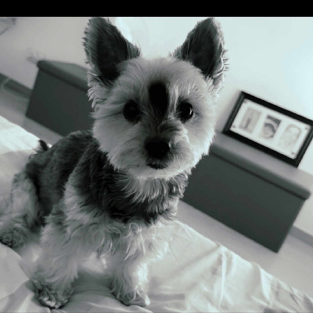 Fifi a rejoint le concours — aidez-le/la à gagner de superbes lots ! animal, bed, bedroom, canine, couch, dog, face, furniture, head, indoors, interiordesign, person, pet, photoframe, photography, portrait, puppy, room, terrier, whitedog