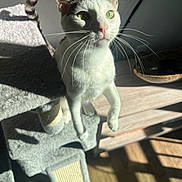 Iris joined the competition — help win amazing prizes! cat, green_eyes, whiskers, cat_tree, indoor, sunlight, shadow, wooden_floor, furniture, pet, animal, curious, white_cat, black_spots, close_up, domestic_cat, playful, home_interior, natural_light, focused