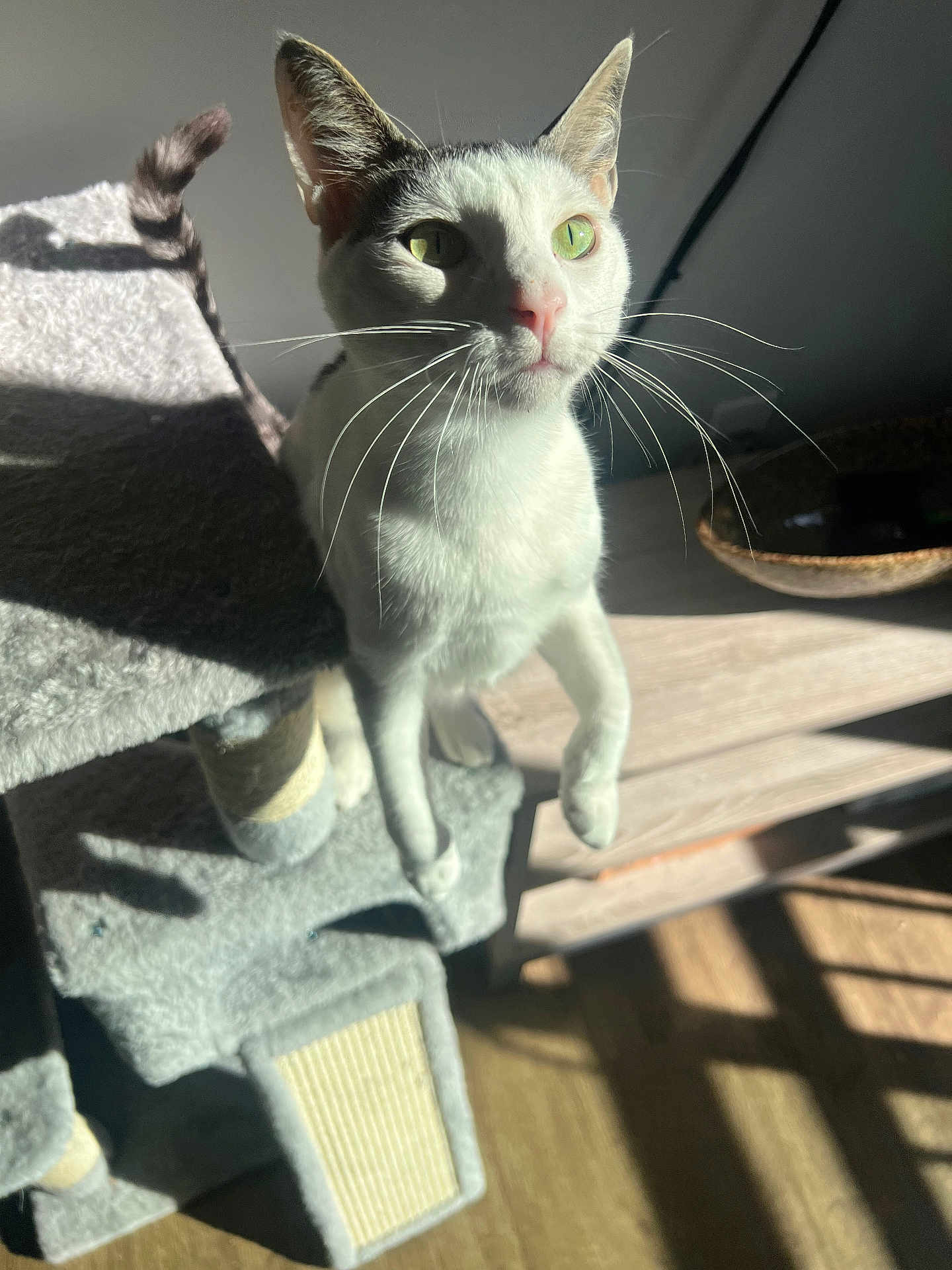Iris joined the competition — help win amazing prizes! cat, green_eyes, whiskers, cat_tree, indoor, sunlight, shadow, wooden_floor, furniture, pet, animal, curious, white_cat, black_spots, close_up, domestic_cat, playful, home_interior, natural_light, focused