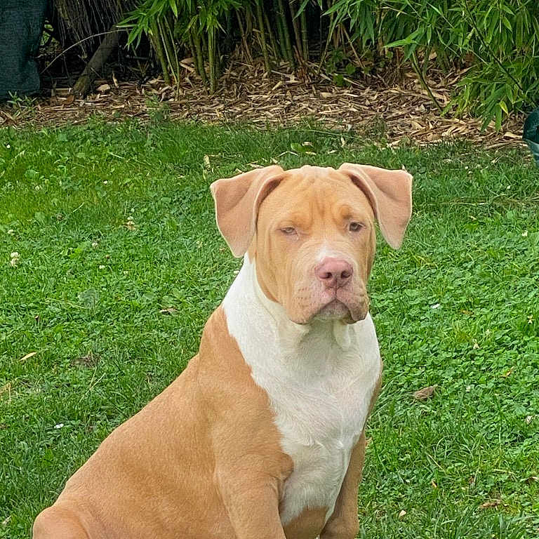 Kezer a rejoint le concours — aidez-le/la à gagner de superbes lots ! animal, bamboo, calm, canine, daylight, dog, ears, fur, garden, grass, greenery, nature, outdoor, paw, pet, quiet, sitting, snout, tan, white