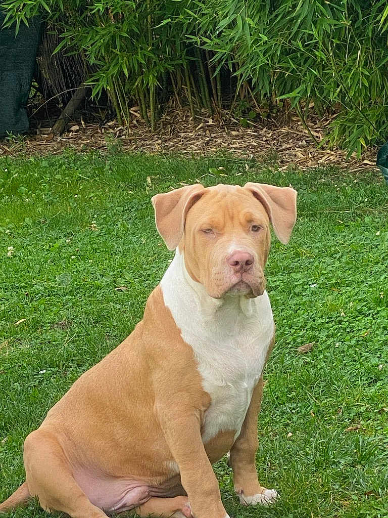 Kezer a rejoint le concours — aidez-le/la à gagner de superbes lots ! dog, tan, white, grass, outdoor, sitting, pet, canine, bamboo, greenery, nature, animal, fur, ears, snout, paw, quiet, calm, garden, daylight