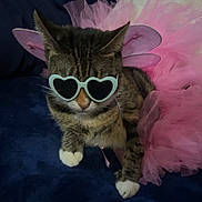 Lia is registered to the contest to win money with this photo: accessory, animal, blue_background, cat, costume, cute, dress_up, fairy_wings, feline, funny, heart_shaped_sunglasses, indoor, pet, pink_tutu, playful, portrait, relaxed, sitting, striped_fur, white_paws