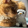 Chewy is registered to the contest to win money with this photo: cat, ginger_cat, feline, whiskers, closeup, plush_toy, stuffed_animal, tiger_toy, soft_texture, indoor, pet, animal, cute, relaxed, domestic_cat, fur, portrait, side_view, resting, cozy