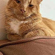 Chewy joined the competition — help win amazing prizes! cat, orange_tabby, whiskers, fur, couch, indoor, relaxed, pet, close_up, mammal, feline, domestic_animal, resting, cute, animal, brown, white_chest, portrait, sleepy, cozy