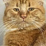 Chewy is registered to the contest to win money with this photo: cat, orange_tabby, close_up, whiskers, fur, face, ears, pet, animal, feline, cute, domestic_cat, portrait, muzzle, eyes, nose, indoor, soft, focused, expression