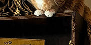 Chewy joined the competition — help win amazing prizes! cat, orange_cat, white_paws, bookshelf, books, antique_books, decorative_boxes, ornate_furniture, gold_accent, drapery, curious_cat, indoor, pet, feline, sitting_cat, library, wooden_shelf, luxury, interior, furniture