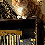 cat, orange_cat, white_paws, bookshelf, books, antique_books, decorative_boxes, ornate_furniture, gold_accent, drapery, curious_cat, indoor, pet, feline, sitting_cat, library, wooden_shelf, luxury, interior, furniture