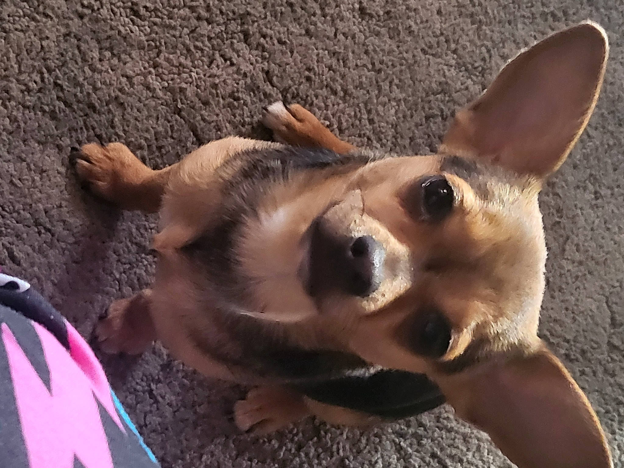 Punky is registered to the contest to win money with this photo: ancient_dog_breeds, australian_cattle_dog, canidae, carnivore, companion_dog, corgi_chihuahua, dog, dog_breed, dog_supply, fawn, fur, non_sporting_group, puppy, snout, sporting_group, terrestrial_animal, toy_dog, whiskers, working_animal, working_dog