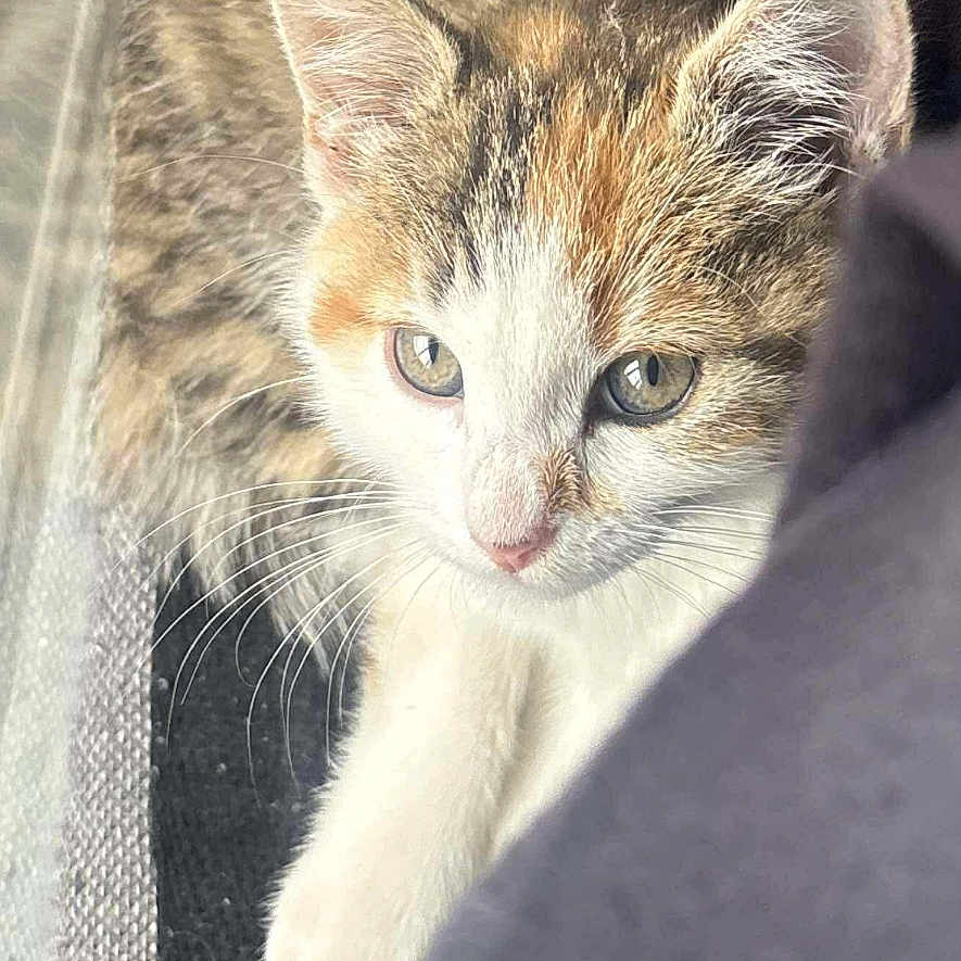 Bella participe au concours pour gagner de l'argent avec cette photo : animal, brown, cat, closeup, curious, cute, ears, eyes, fabric, fur, indoor, kitten, pet, small, soft, striped, texture, whiskers, white, young