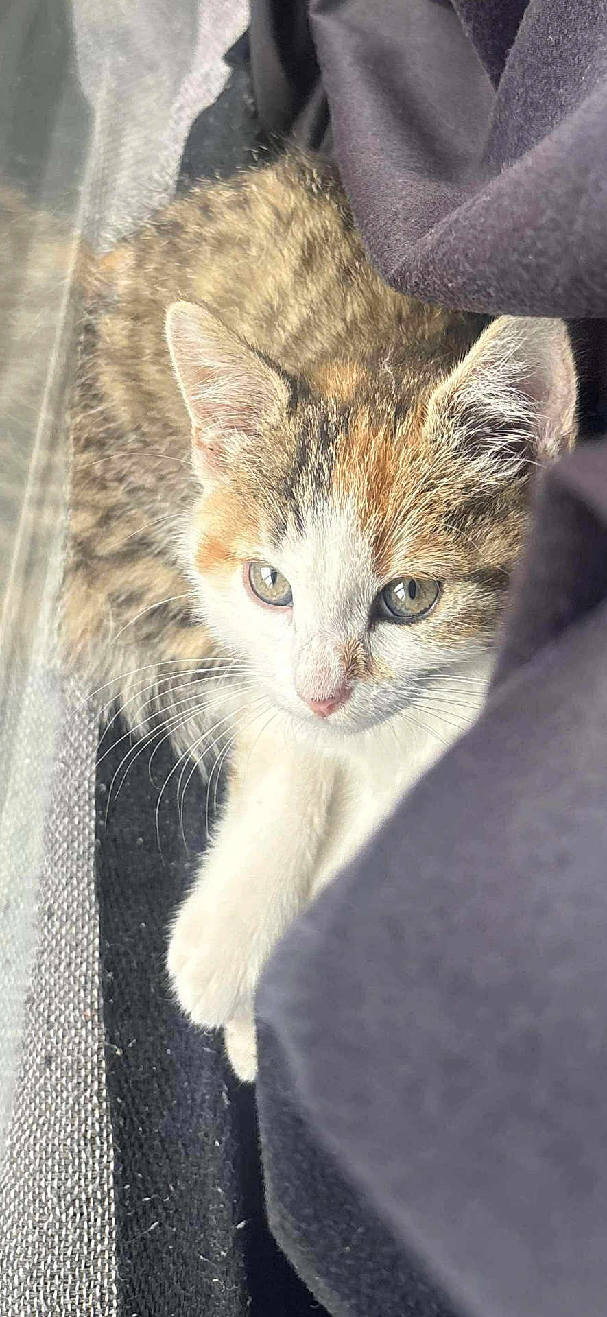 Bella participe au concours pour gagner de l'argent avec cette photo : kitten, cat, fur, whiskers, ears, eyes, pet, animal, curious, closeup, indoor, soft, texture, fabric, striped, white, brown, cute, small, young