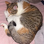 Bella a rejoint le concours — aidez-le/la à gagner de superbes lots ! cat, sleeping, curled_up, tabby, white_fur, pink_blanket, plush_toy, bed, cozy, pet, feline, domestic_animal, resting, indoor, cute, animal, whiskers, tail, paw, soft