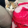 Bella participe au concours pour gagner de l'argent avec cette photo : kitten, cat, pet, feline, animal, indoor, cozy, blanket, couch, fur, cute, young, whiskers, ears, face, looking, comfort, soft, resting, home