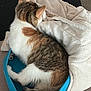 Bella a rejoint le concours — aidez-le/la à gagner de superbes lots ! cat, feline, pet, resting, sleeping, fur, tabby, white, brown, blue_bed, blanket, cozy, indoor, home, relaxation, comfort, animal, tail, paw, soft