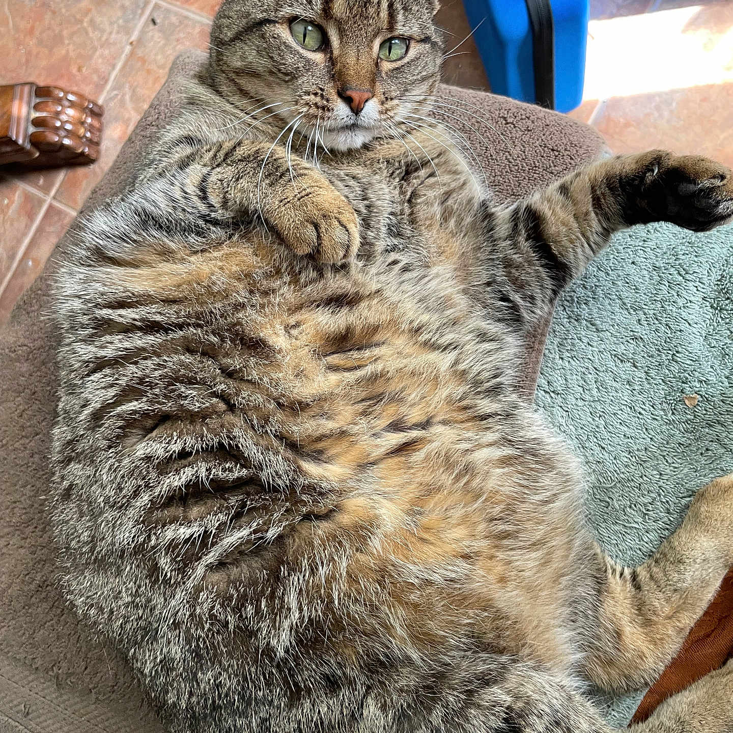 Simba is registered to the contest to win money with this photo: animal, cat, closeup, comfort, cushion, feline, floor, fur, green_eyes, household, indoor, mammal, paw, pet, relaxed, resting, striped, tabby, tile, whiskers