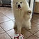 Baloo