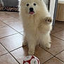 dog, samoyed, puppy, white_fur, fluffy, tongue_out, paw, soccer_ball, indoor, tile_floor, plant, home, pet, playful, cute, furry, sitting, looking_at_camera, domestic, close_up