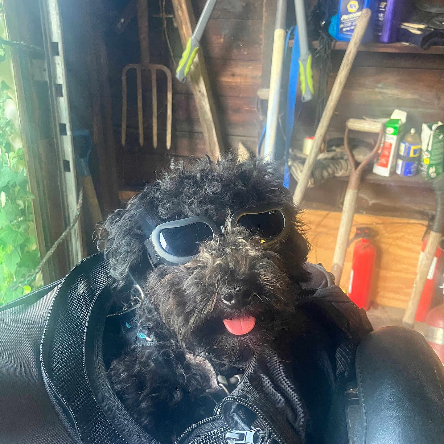 Teddy is registered to the contest to win money with this photo: bag, black_dog, bottle, curly_fur, cute, dog, fire_extinguisher, garden_tools, indoor, leisure, pet, pitchfork, playful, portrait, shed, shovel, sunglasses, tongue_out, wooden_wall, zipper