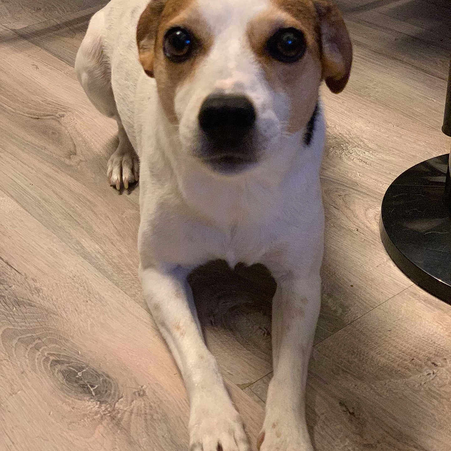 Nina a rejoint le concours — aidez-le/la à gagner de superbes lots ! animal, beagle, canine, dog, hardwood, horizon, hound, indoors, interiordesign, labradorretriever, nature, outdoors, pet, pointer, puppy, sky, snout, stainedwood, whitedog, wood