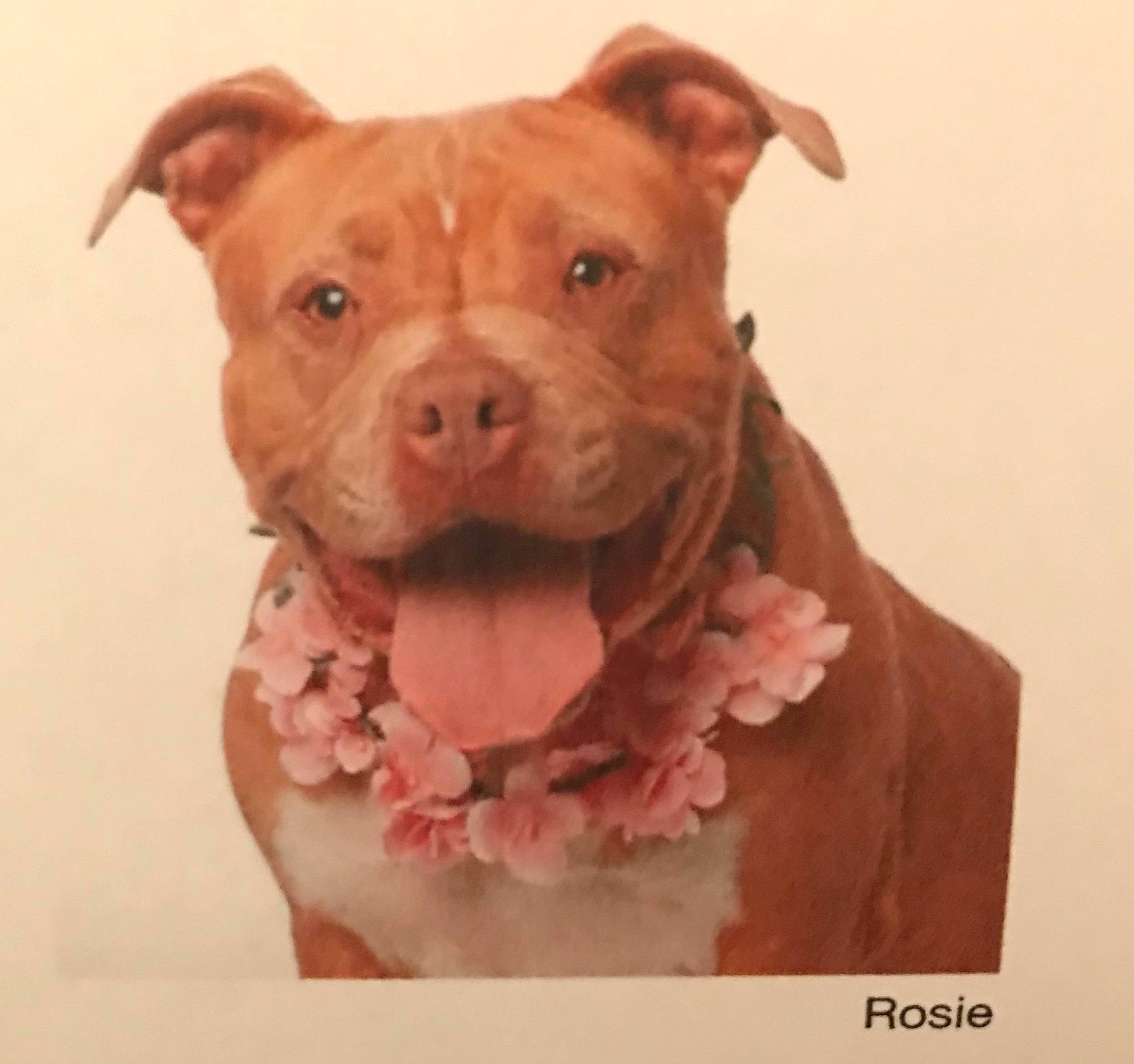 Rosie is registered to the contest to win money with this photo: art, canidae, carnivore, cuisine, dog, dog_breed, fawn, fur, illustration, ingredient, liver, peach, pet_supply, sculpture, snout, tableware, terrestrial_animal, toy, whiskers, working_animal