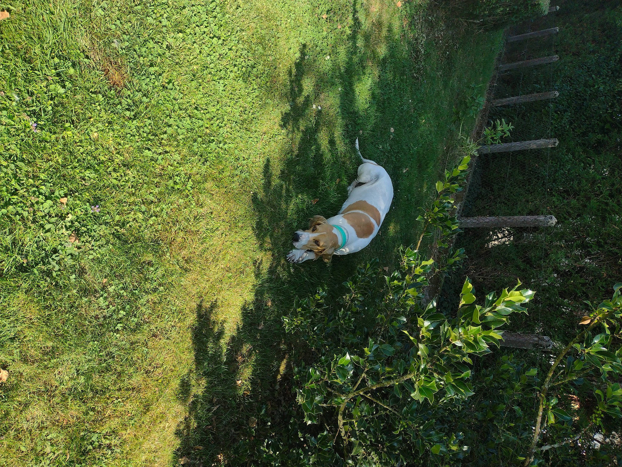 Nina participe au concours pour gagner de l'argent avec cette photo : forest, garden, grass, grass_family, grassland, groundcover, jungle, landscape, leaf, leisure, pasture, people_in_nature, plant, recreation, reflection, shadow, shrub, soil, tree, wildlife