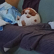 Vicky participe au concours pour gagner de l'argent avec cette photo : dog, couch, blanket, pet, indoor, fur, resting, brown, white, cozy, home, furniture, relaxing, sleepy, living_room, domestic_animal, curled_up, comfort, canine, quiet