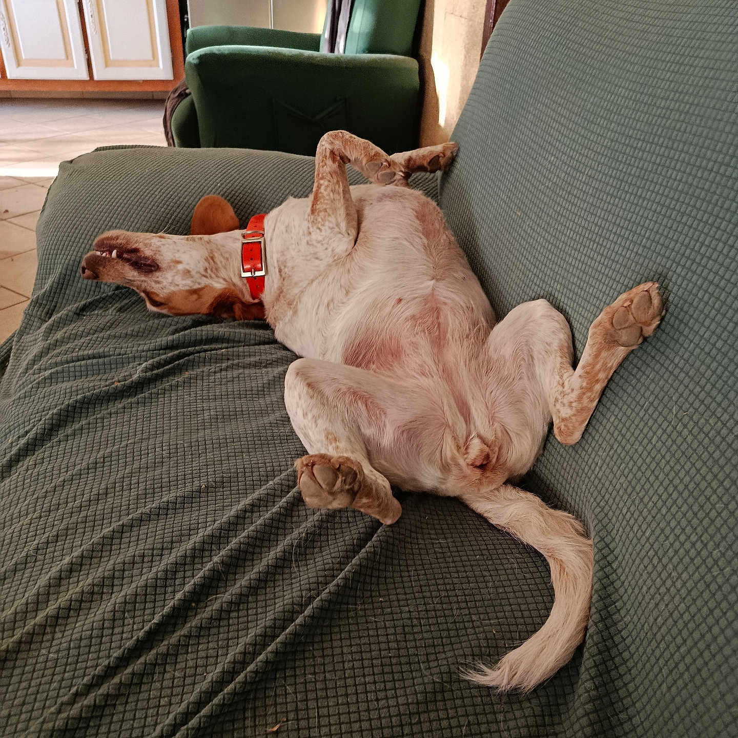Vicky a rejoint le concours — aidez-le/la à gagner de superbes lots ! dog, couch, indoor, relaxed, belly_up, orange_collar, furniture, green, living_room, paw, tile_floor, cabinet, chair, pet, canine, resting, home, domestic_animal, fur, tail