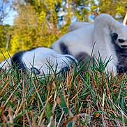 Winchester joined the competition — help win amazing prizes! dog, grass, outdoor, house, trees, nature, pet, relaxed, playful, lying_down, black_and_white, paw, fur, daylight, summer, yard, animal, canine, background, blurred